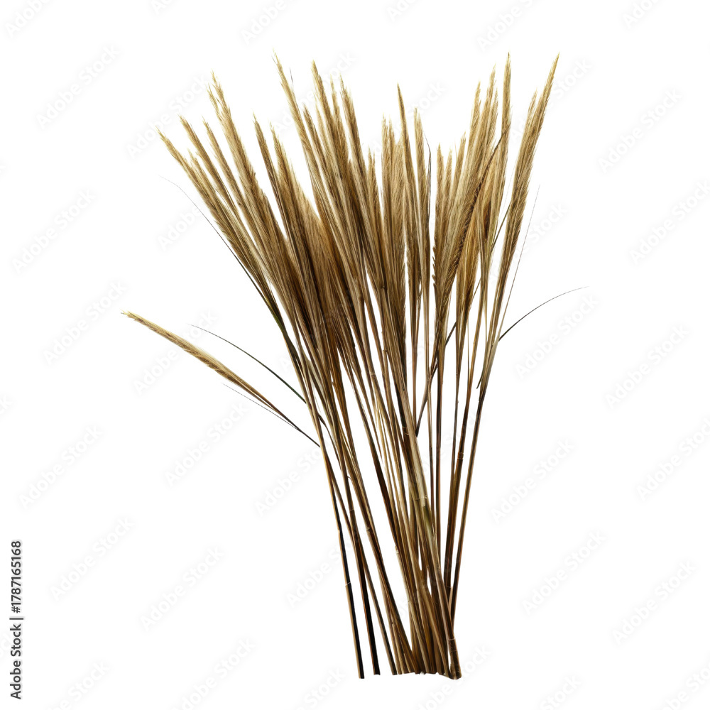 Fototapeta premium Bunch of dried grass stalks with feathery seed heads on a black background graphic design, Isolated On White Background, Png Transparent