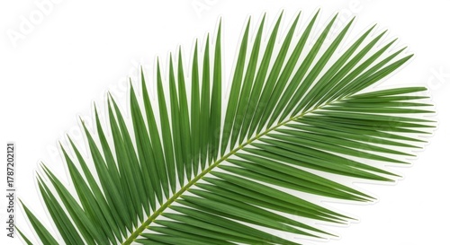 Green Palm Leaf on White Background, Nature, Plant, Tropical