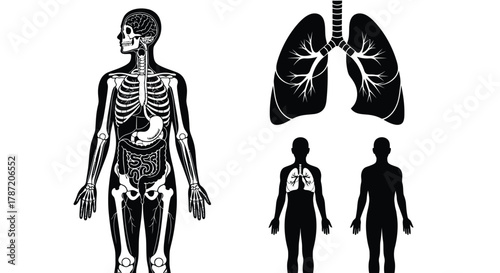 Human anatomy diagram with skeleton and organs vector illustration
