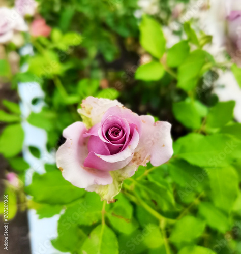 pink roses in garden