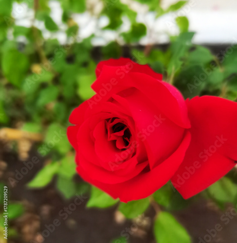 red rose in garden