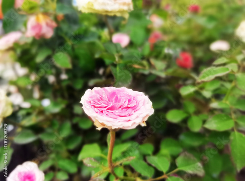 pink rose in garden