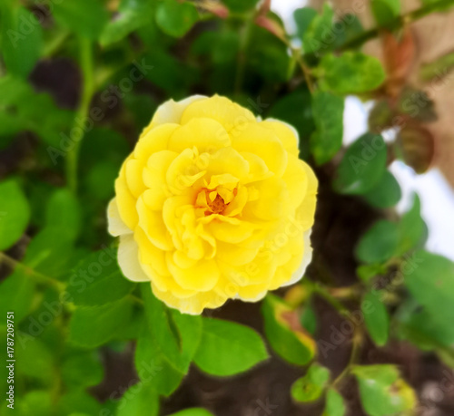 yellow rose bush