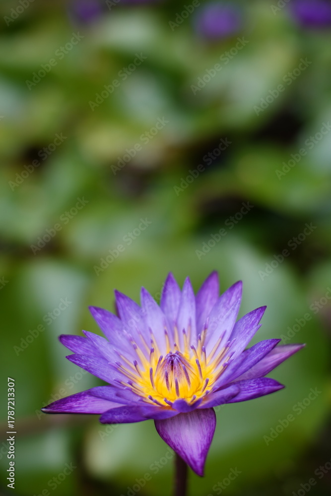 Fototapeta premium Close up vertical shot of purple loty with blur background.