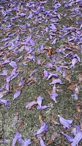 purple jacaranda flowers scattered on ground