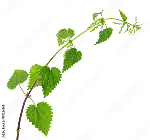 Nettle plant isolated on white background. Green common nettle, burn nettle, stinging nettle or Urtica dioica. Medicinal and culinary herb. Clipping path.