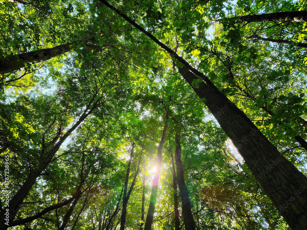 Fototapeta premium Low-angle view of sun filtering through dense green trees.
