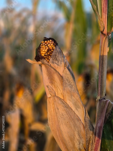 Ripe corn cobs with leaves in the evening sun in the field