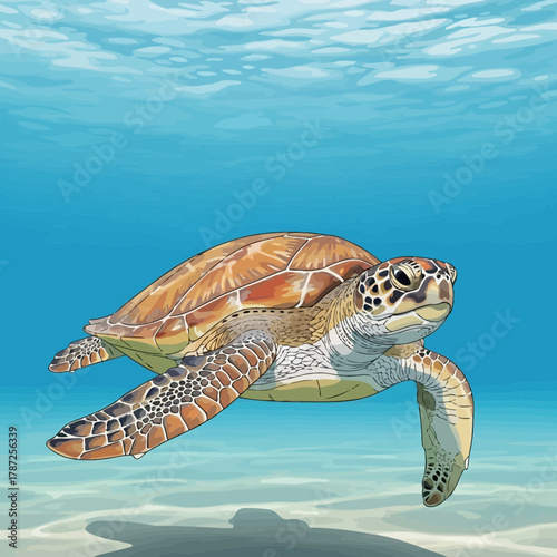 A green sea turtle swims through clear blue ocean water