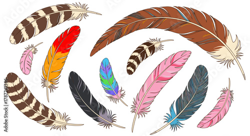 Collection of colorful bird feathers