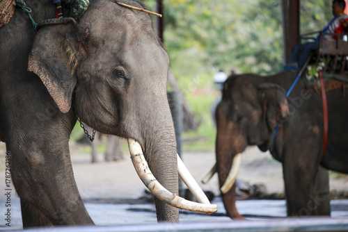 Two majestic Asian elephant with large ivory tusk stand calmly in water. This peaceful mammal at sanctuary in Asia represents power and tranquility of wildlife and nature