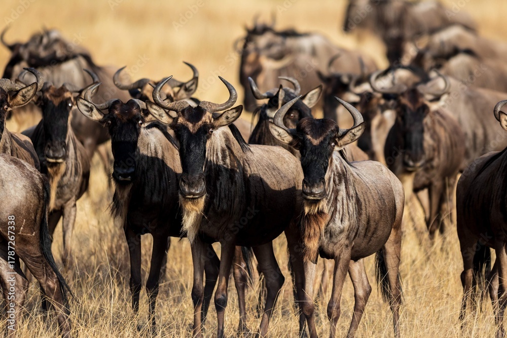 Obraz premium Rocky Ford Crossing: Wildebeest Navigating the Rapids, Serengeti, Tanzania