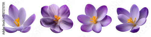 Set of purple crocus flowers, isolated on transparent background
