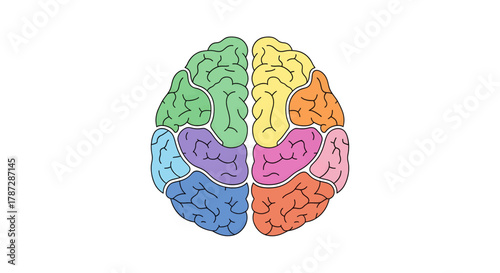 Explore the brain's colorful landscape for neuroscience, psychology, or medical research projects with this vibrant, educational diagram of brain lobes