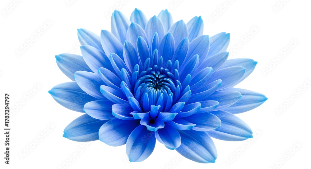 Obraz premium Vibrant blue chrysanthemum flower with delicate petals against a stark black background