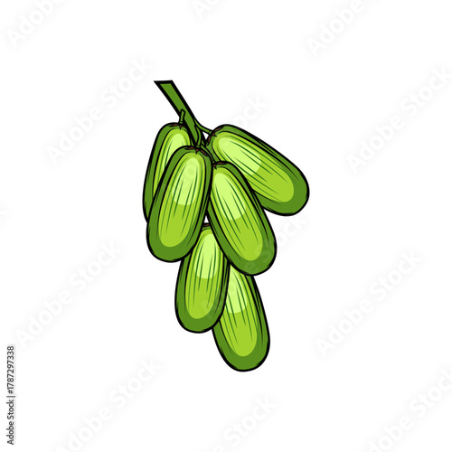 green star fruit for vegetables vector illustration