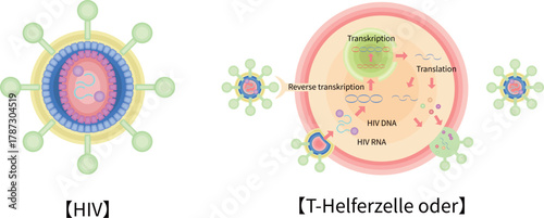 HIV　CD4ヘルパーT細胞　感染　増殖　イラスト　ドイツ語