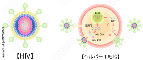 HIV　CD4ヘルパーT細胞　感染　増殖　イラスト　日本語