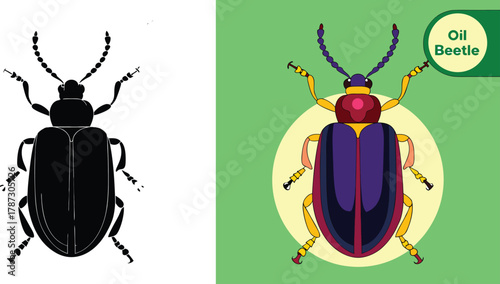 Vibrant, colorful oil beetle illustration with black silhouette contrast on clean background for educational or artistic use