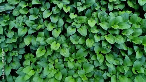 Wallpaper Mural Lush green foliage Torontodigital.ca