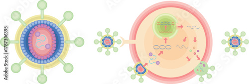 HIV　CD4ヘルパーT細胞　感染　増殖　イラスト