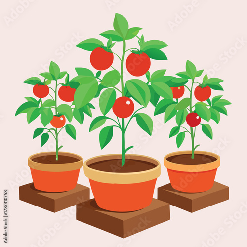 Small tomato i tree in a  flowerpot, isolated for gardening and growth