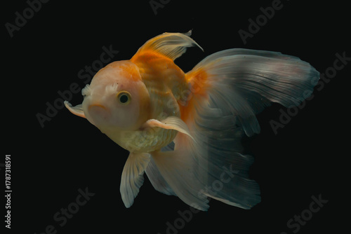 Elegant Goldfish Swimming in Dark Background – Fine Art Aquarium Photography