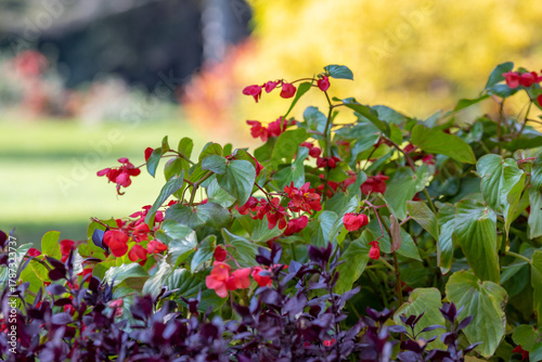 Begonia semperflorens flowers in a flowerbed