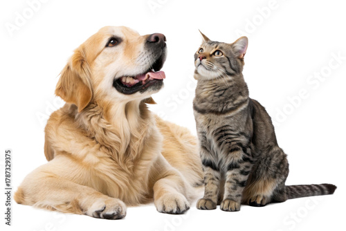 Golden Retriever dog and tabby cat looking up together