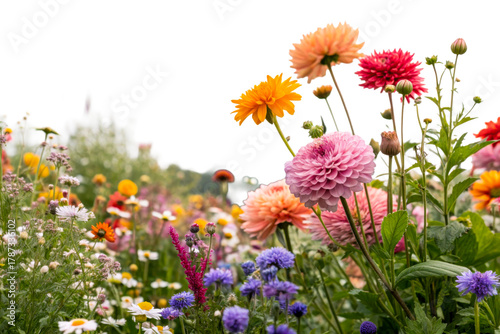 Fototapeta Naklejka Na Ścianę i Meble -  Colorful summer flower meadow with dahlias and wildflowers, cut out transparent