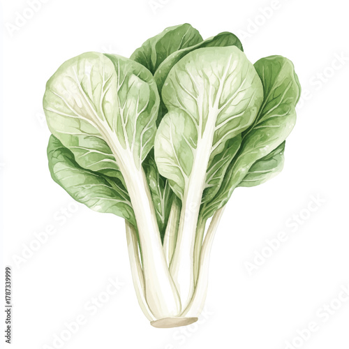 Fresh green bok choy vegetable isolated on a white background.