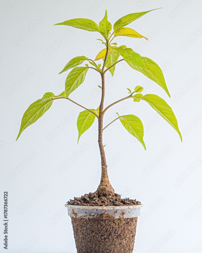 Obraz premium Sapling with vibrant green leaves in clear plastic cup against white backdrop