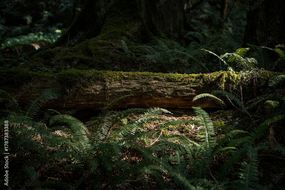Fototapeta premium Washington Forest with mossy fallen tree