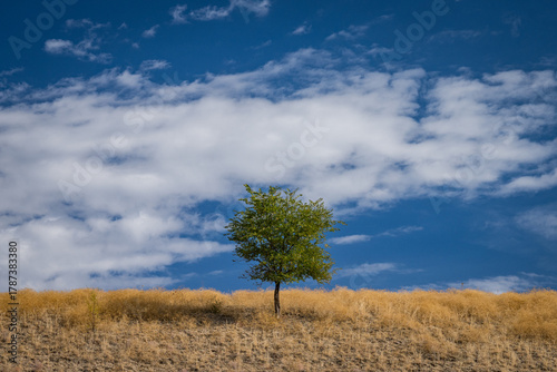 A lone tree in a barren grass landscape