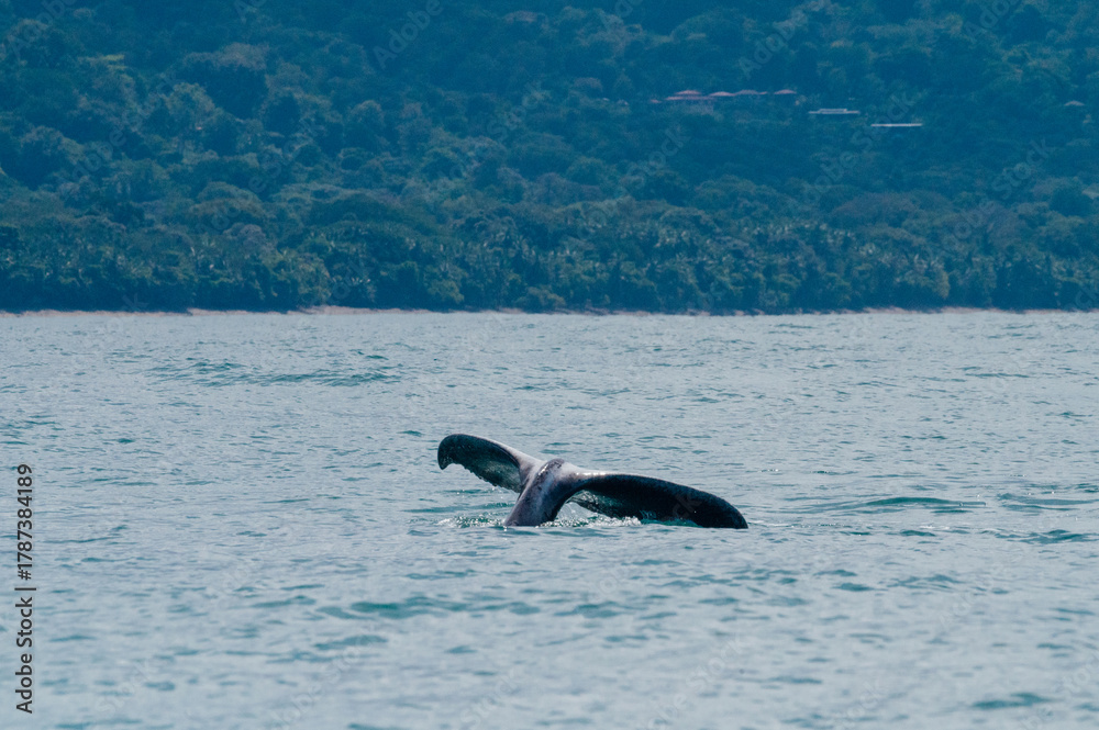 Obraz premium Humpback whale tail above the water, Marino Ballena National Park