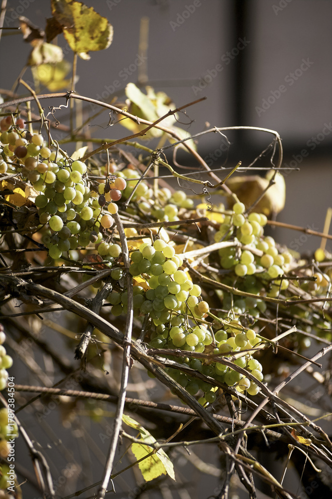 Fototapeta premium Green Grapes Cluster on Dry Autumn Vines in Golden Sunlight