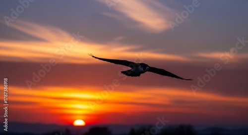 Peregrine falcon in flight with sharp eyes and powerful wings. Fastest bird in the world, symbol of speed, precision, and wild majesty.
