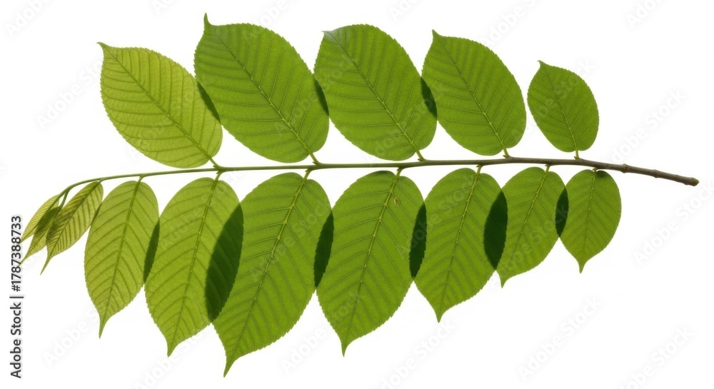 Fototapeta premium Green Leaf Branch Against White Background, Plant, Nature, Foliage