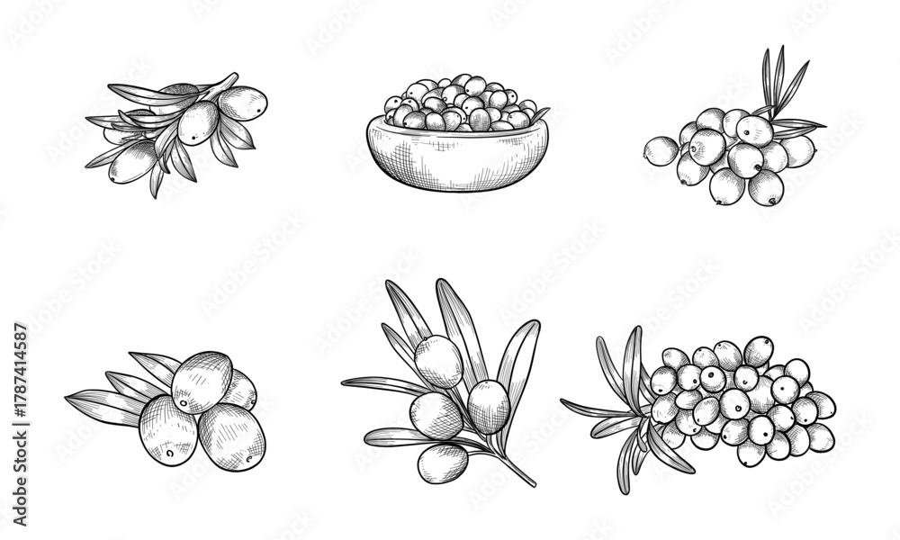 Fototapeta premium Hand-Drawn Black and White Illustrations of Sea Buckthorn Berries and Branches