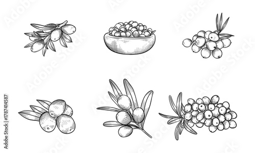 Hand-Drawn Black and White Illustrations of Sea Buckthorn Berries and Branches