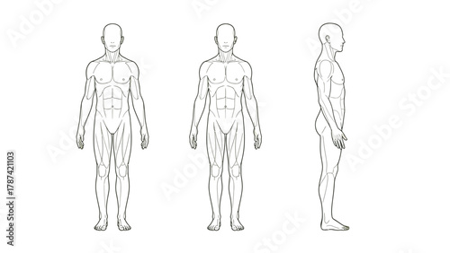 Male Body Muscle Outline Diagram. Vector Illustration of Human Anatomy with Front, Side, and Rotated Anterior Views, Highlighting Core Muscle Structure and Proportions.