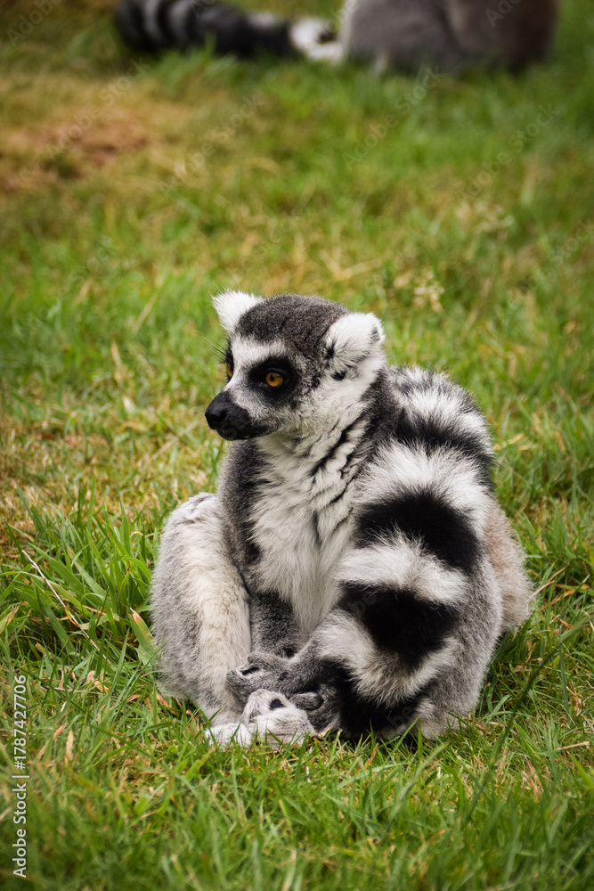 Obraz premium Ring-tailed lemur (Lemur catta) sitting and walking on green grass in a natural outdoor enclosure. Curious primate with long striped tail showing typical behavior and posture.