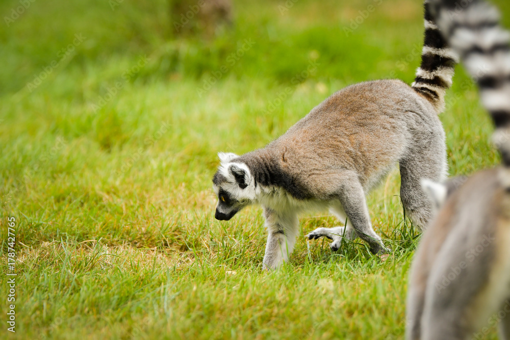 Obraz premium Ring-tailed lemur (Lemur catta) sitting and walking on green grass in a natural outdoor enclosure. Curious primate with long striped tail showing typical behavior and posture.