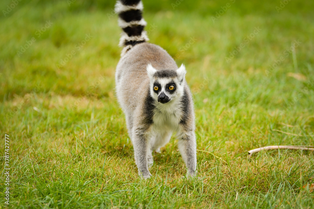 Naklejka premium Ring-tailed lemur (Lemur catta) sitting and walking on green grass in a natural outdoor enclosure. Curious primate with long striped tail showing typical behavior and posture.
