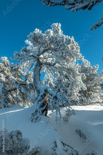 L' hiver en montagne , pin crochet enneigé , massif de la Chartreuse , Aulp du Seuil , Col de Marcieu , Isère , France