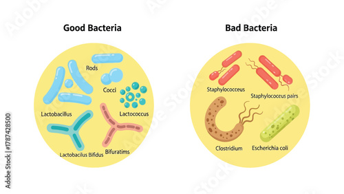 Good and Bad Bacteria Comparison Vector Illustration: Probiotics (Lactobacillus, Lactococcus) versus Pathogens (Staphylococcus, Clostridium, E. coli) Types Diagram