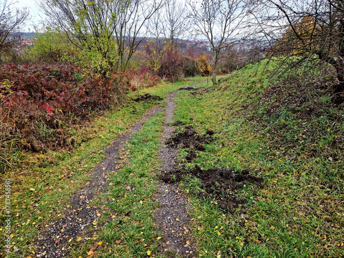 Fototapet Wild boar damage is damage caused by wild boars digging up soil in search of food
