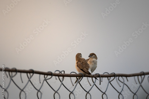 Canvas Print sparrow pair on a fence