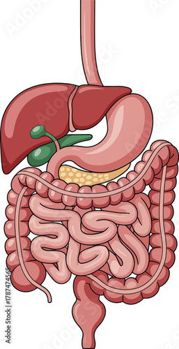 Cartoon Human Digestive System Vector Illustration: Anatomy of Stomach, Liver, and Intestines