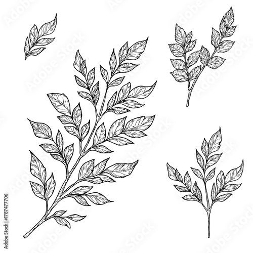 Elegant twigs with leaves, made by hand. Vector illustration, Botanical collection isolated on a white background. Suitable for postcards, logos, decorations, invitations, cosmetic design. 
